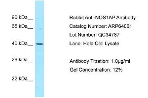 Western Blotting (WB) image for anti-Nitric Oxide Synthase 1 (Neuronal) Adaptor Protein (NOS1AP) (C-Term) antibody (ABIN971273) (NOS1AP Antikörper  (C-Term))