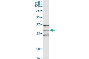 MS4A1 MaxPab rabbit polyclonal antibody. (CD20 Antikörper  (AA 1-297))