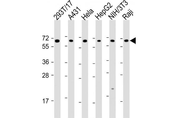 SNW1 Antikörper  (AA 464-497)
