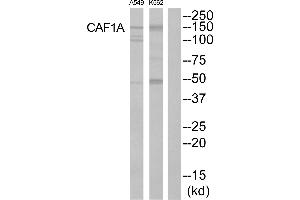 Western blot analysis of extracts from K562 cells and A549 cells, using CAF1A antibody. (CHAF1B Antikörper  (Internal Region))
