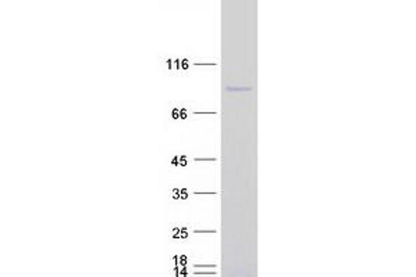 APLF Protein (Myc-DYKDDDDK Tag)