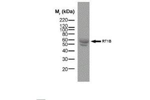 Western Blotting (WB) image for anti-MHC Class II RT-1B antibody (ABIN2475670) (MHC Class II RT-1B Antikörper)