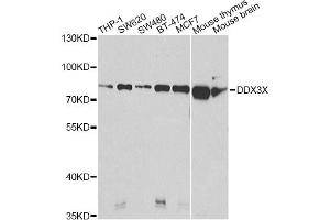 Western blot analysis of extracts of various cell lines, using DDX3X Antibody. (DDX3X Antikörper)