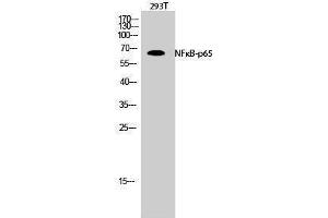 Western Blotting (WB) image for anti-Nuclear Factor-kB p65 (NFkBP65) (Thr735) antibody (ABIN3176329) (NF-kB p65 Antikörper  (Thr735))