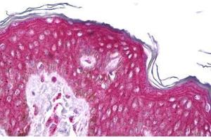 Anti-RET antibody IHC staining of human skin. (Ret Proto-Oncogene Antikörper  (AA 152-182))