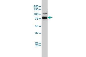 BRAF monoclonal antibody (M01), clone 3C6 Western Blot analysis of BRAF expression in Hela S3 NE . (BRAF Antikörper  (AA 346-445))