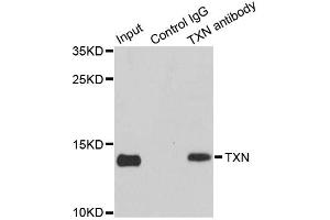Immunoprecipitation analysis of 150ug extracts of MCF7 cells using 3ug TXN antibody (ABIN2737783). (TXN Antikörper)