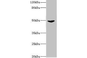 Western blot All lanes: Dual specificity mitogen-activated protein kinase kinase 5 antibody at 2 μg/mL + Rat heart tissue Secondary Goat polyclonal to rabbit IgG at 1/10000 dilution Predicted band size: 51, 49, 50, 47 kDa Observed band size: 51 kDa (MAP2K5 Antikörper  (AA 1-190))
