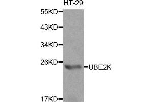 Western blot analysis of extracts of HT-29 cells, using UBE2K antibody (ABIN5970444) at 1/1000 dilution. (UBE2K Antikörper)