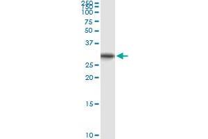 Immunoprecipitation of ORC6L transfected lysate using anti-ORC6L MaxPab rabbit polyclonal antibody and Protein A Magnetic Bead , and immunoblotted with ORC6L purified MaxPab mouse polyclonal antibody (B01P) . (ORC6 Antikörper  (AA 1-252))