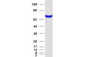 Validation with Western Blot (PRMT7 Protein (Myc-DYKDDDDK Tag))