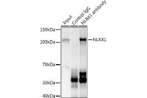 Immunoprecipitation analysis of 600 μg extracts of Mouse kidney using 3 μg NLRX1 antibody . (NLRX1 Antikörper  (AA 87-360))