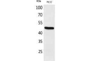 Western Blot analysis of PC12 cells using FOXP3 Polyclonal Antibody. (FOXP3 Antikörper  (C-Term))