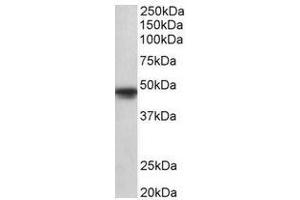 AP31696PU-N (1µg/ml) staining of A549 lysate (35µg protein in RIPA buffer). (POU3F1 Antikörper  (Internal Region))