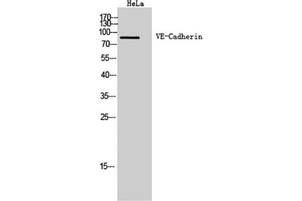 Cadherin 5 Antikörper  (Internal Region)