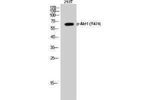 Western Blot (WB) analysis of 293T cells using Phospho-Akt1 (Y474) Polyclonal Antibody. (AKT1 Antikörper  (pTyr474))