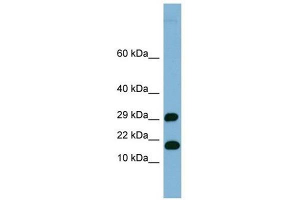 TRAPPC2L Antikörper  (N-Term)