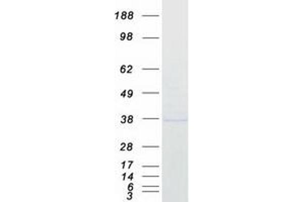 MTHFD2 Protein (Myc-DYKDDDDK Tag)