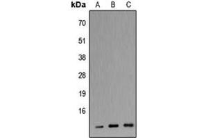 Western blot analysis of Apolipoprotein C3 expression in HEK293T (A), Raw264. (APOC3 Antikörper  (C-Term))