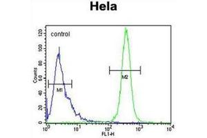 Flow cytometric analysis of Hela cells using K2C78 Antibody (Center) Cat. (Keratin 78 Antikörper  (Middle Region))