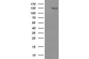 Image no. 1 for anti-CD163 (CD163) antibody (ABIN1497178) (CD163 Antikörper)