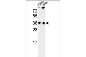 Western blot analysis of SFRS1 Antibody (N-term) (ABIN652256 and ABIN2841067) in , WiDr cell line lysates (35 μg/lane). (SRSF1 Antikörper  (N-Term))