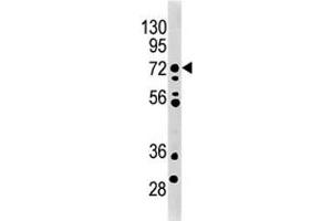 MELK antibody used in western blot to detect MRLK/MELK in mouse brain tissue lysate. (MELK Antikörper  (AA 201-230))