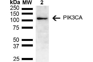 Western blot analysis of Mouse brain lysate showing detection of ~55. (PIK3CA Antikörper  (AA 150-250) (PE))