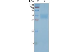 Human TS-Nanodisc, Flag Tag on SDS-PAGE (TSPAN33 Protein)