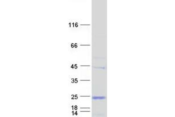 C9orf6 Protein (Myc-DYKDDDDK Tag)