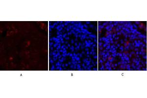 Immunofluorescence analysis of rat lung tissue. (SYN1 Antikörper)