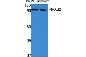 Western Blotting (WB) image for anti-Neuronal PAS Domain Protein 2 (NPAS2) (Internal Region) antibody (ABIN3178079) (NPAS2 Antikörper  (Internal Region))