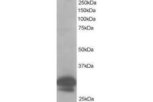 Image no. 1 for anti-Capping Protein (Actin Filament) Muscle Z-Line, beta (CAPZB) (AA 260-272) antibody (ABIN293430) (CAPZB Antikörper  (AA 260-272))