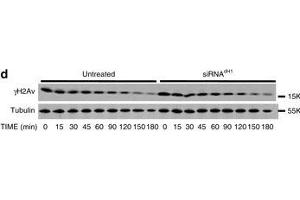 Western Blotting (WB) image for anti-HIS2AV (pSer137) antibody (ABIN129671)