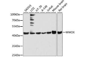 Western blot analysis of extracts of various cell lines, using WWOX antibody. (WWOX Antikörper  (AA 1-120))
