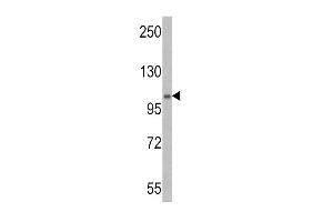 Western blot analysis of E1 Ubiquitin (UBE1) Antibody (C-term) (ABIN388844 and ABIN2839150) in mouse stomach tissue lysates (35 μg/lane). (E1 Ubiquitin (AA 1026-1058), (C-Term) Antikörper)