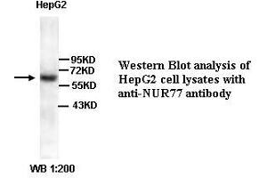 Image no. 1 for anti-Nuclear Receptor Subfamily 4, Group A, Member 1 (NR4A1) (Internal Region) antibody (ABIN791035) (NR4A1 Antikörper  (Internal Region))