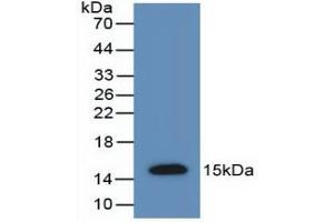 Western blot analysis of recombinant Rat AMH. (AMH Antikörper  (AA 447-553))