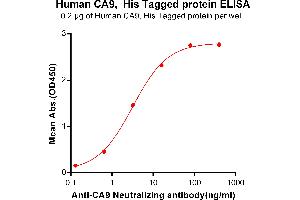 ELISA plate pre-coated by 2 μg/mL (100 μL/well) Human CA9, His tagged protein (ABIN6964087, ABIN7042429 and ABIN7042430) can bind Anti-CA9 Neutralizing antibody ABIN7093059 and ABIN7272589 in a linear range of 0. (CA9 Protein (AA 38-414) (His tag))