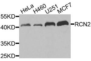 Western blot analysis of extracts of various cell lines, using RCN2 antibody. (RCN2 Antikörper)