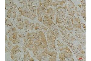 Immunohistochemical analysis of paraffin-embedded Mouse Skeletal Muscle Tissue using Desmin(mAb diluted at 1:200. (Desmin Antikörper)