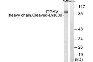 Western Blotting (WB) image for anti-Integrin alpha V (ITGAV) (Cleaved-Lys889) antibody (ABIN1853573) (CD51 Antikörper  (Cleaved-Lys889))