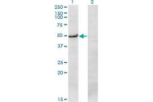 Western Blot analysis of PRKX expression in transfected 293T cell line by PRKX monoclonal antibody (M01), clone 1H7. (PRKX Antikörper  (AA 269-358))