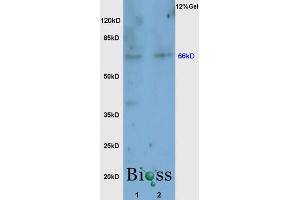 SDS-PAGE (SDS) image for anti-Nuclear Factor (erythroid-Derived 2)-Like 2 (NFE2L2) (AA 430-480) antibody (ABIN737271)