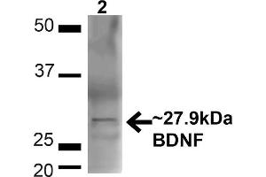 Western blot analysis of Mouse Brain showing detection of ~27. (BDNF Antikörper  (N-Term) (PerCP))