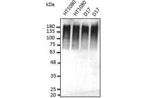 Anti-Ub Ab at dilution, cells stimulated with MG32, lysate at 50 µg per Iane, rabbit polydonal to goat IgG (HRP) at 1/10,000 dilution: (Ubiquitin Antikörper)