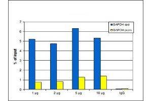 Chromatin Immunoprecipitation (ChIP) image for anti-Histone Cluster 1, H3a (HIST1H3A) (H3K27me) antibody (ABIN6655652)