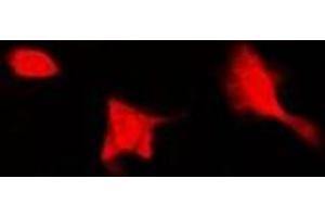 Immunofluorescent analysis of SEPHS1 staining in Hela cells. (SEPHS1 Antikörper)
