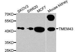 Western blot analysis of extracts of various cell lines, using TMEM43 antibody. (TMEM43 Antikörper)