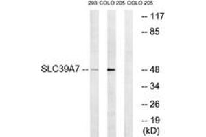 Western blot analysis of extracts from 293/COLO cells, using SLC39A7 Antibody. (SLC39A7 Antikörper  (AA 131-180))